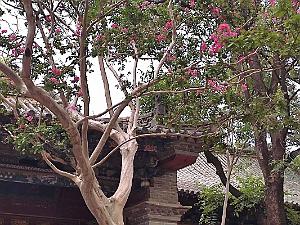 JIUNSHUI TEMPLE DE CONFICIUS (83)